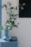 植物