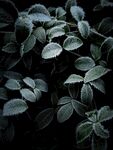 植物