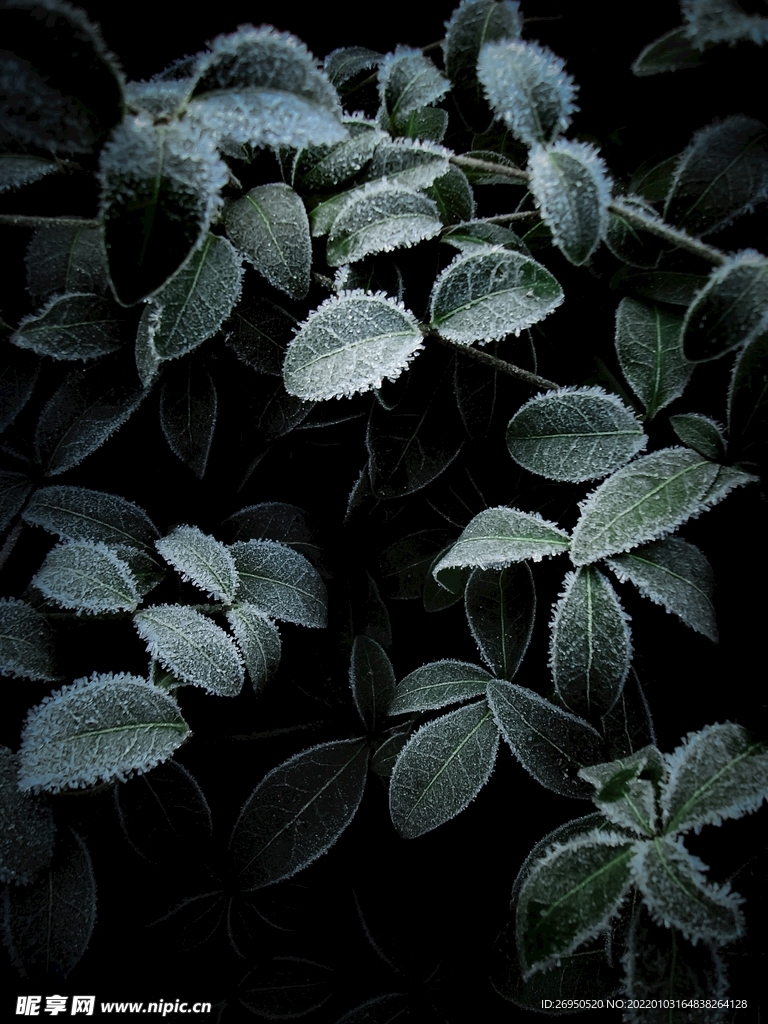 植物