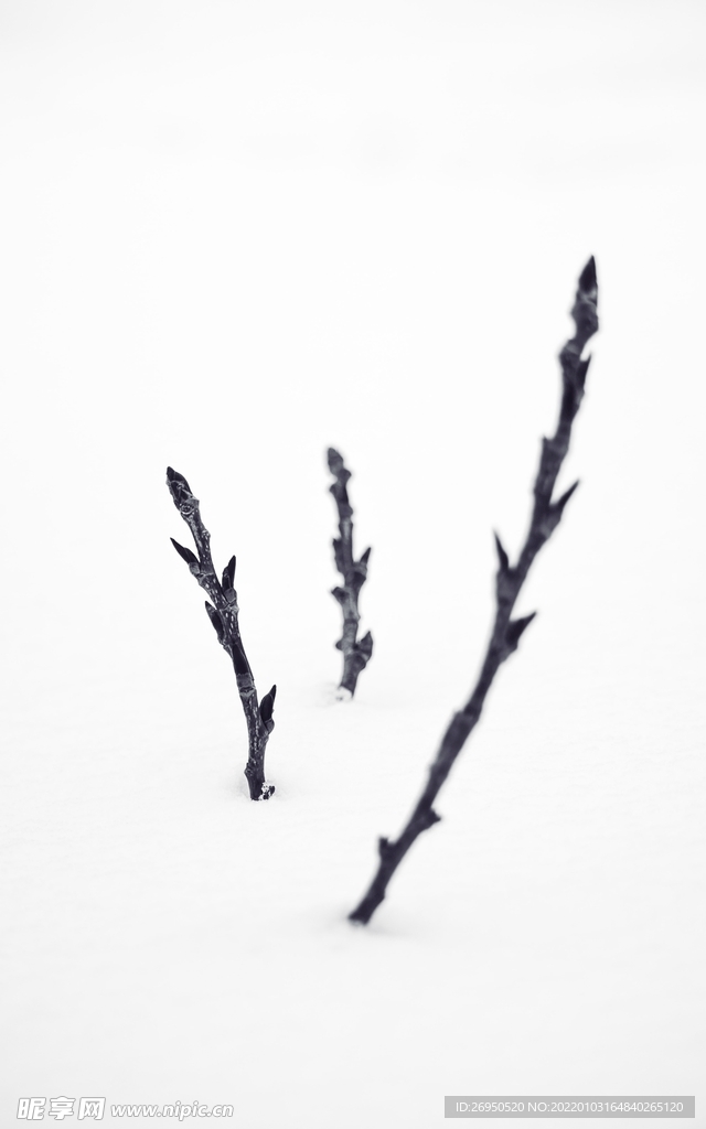 雪景