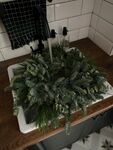 植物