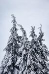雪景