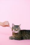 猫猫
