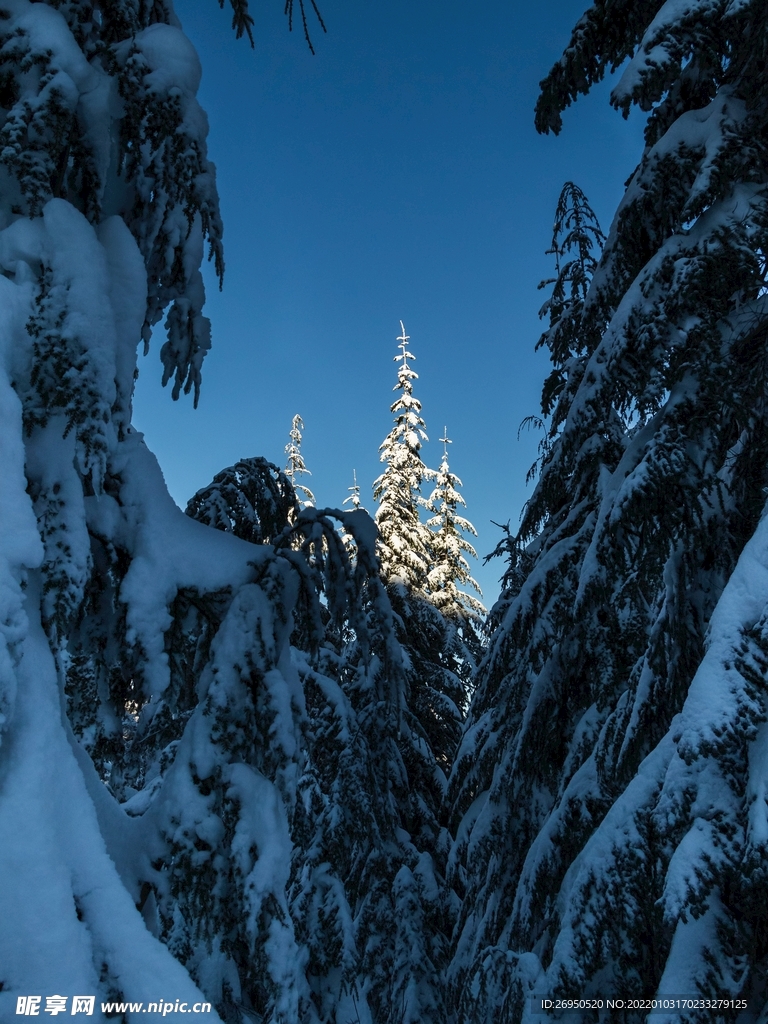 雪景