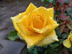 毛毛细雨中的黄玫瑰
