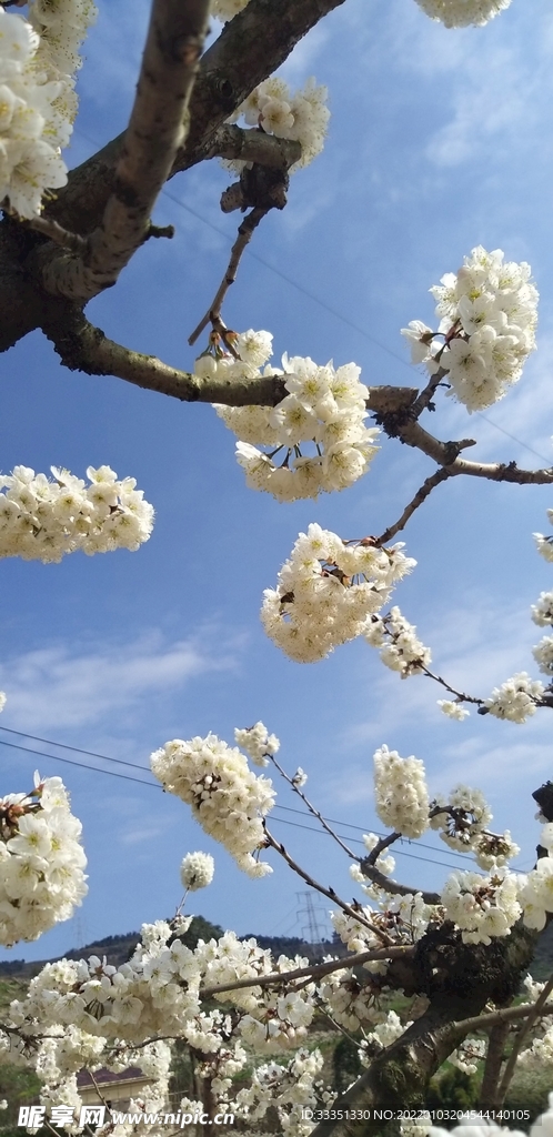 龙泉桃花