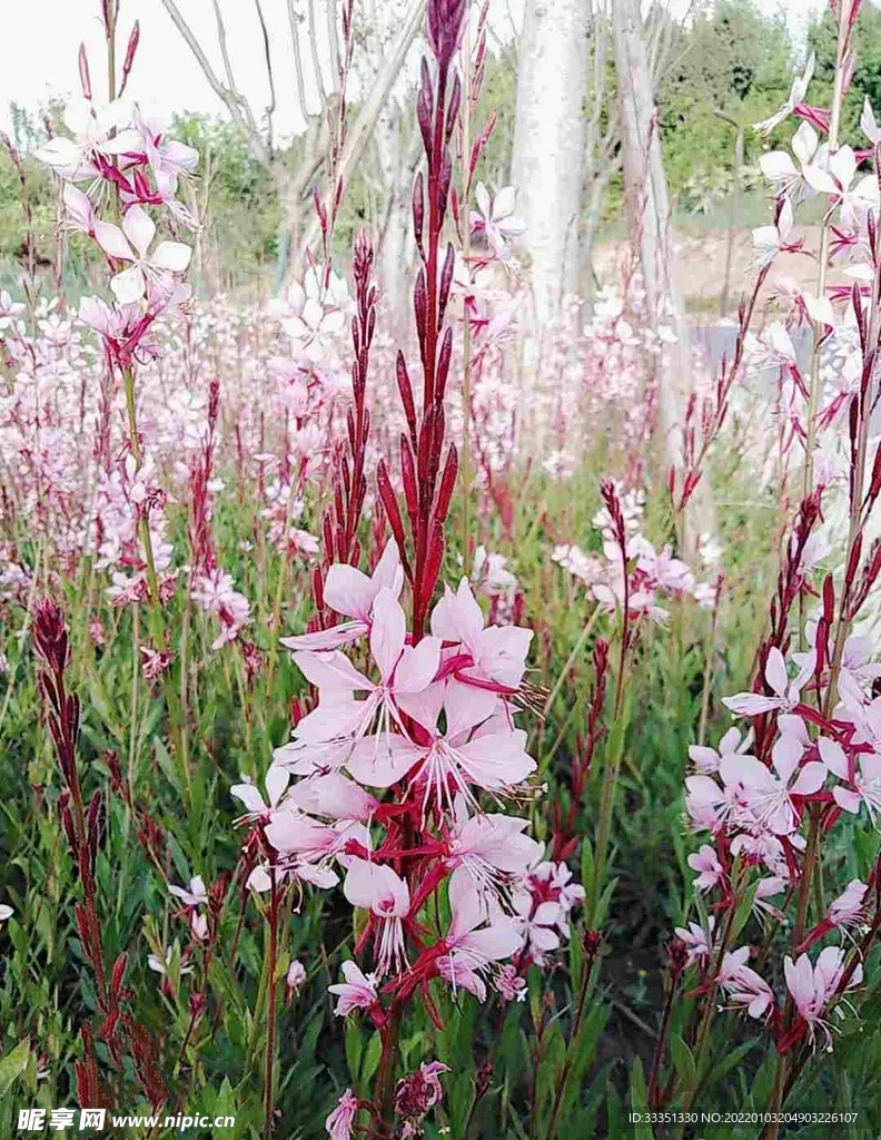 山桃花