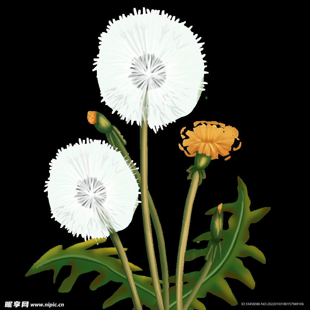 蒲公英植物花朵