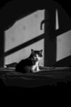 猫咪