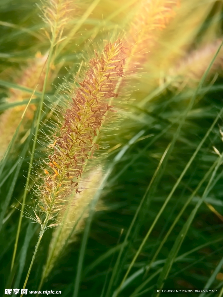 狗尾巴草