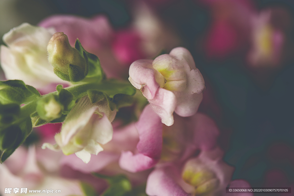 花草
