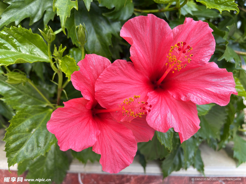 花朵朵开