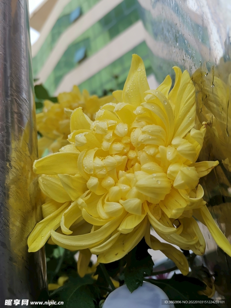 菊花