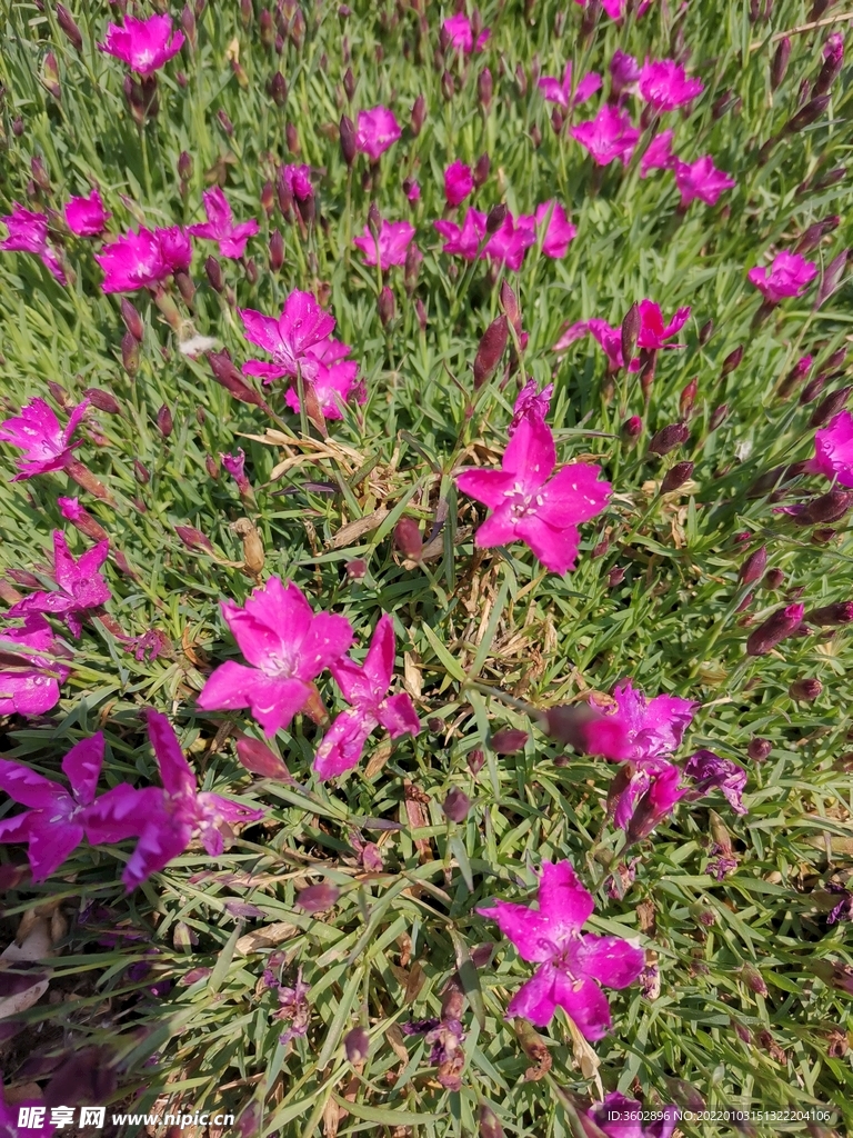 美丽日中花