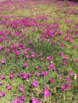 松叶菊