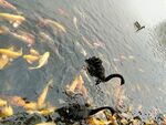 泰山天鹅湖