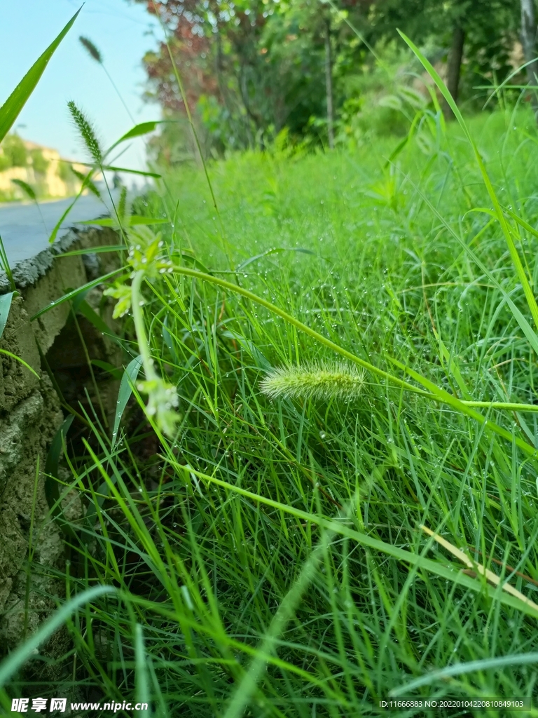 夏季早晨青草