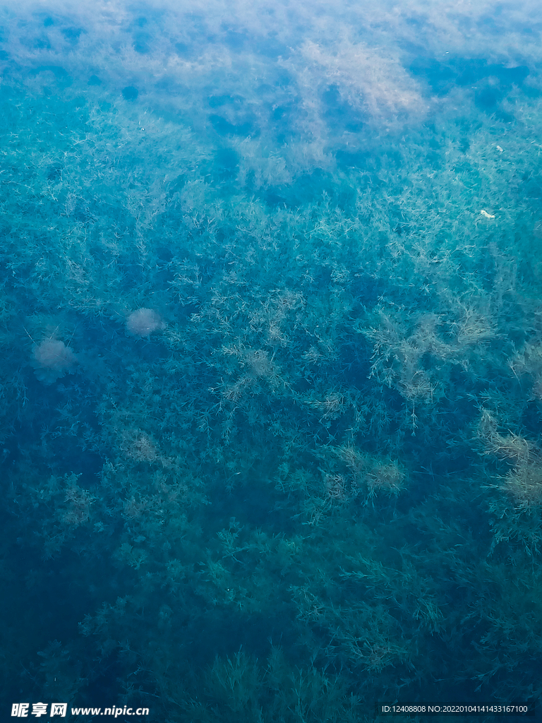 水草