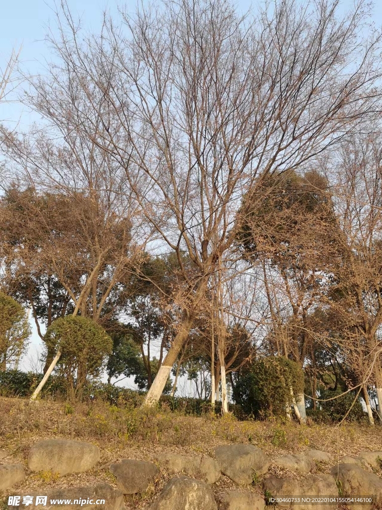 冬日的美