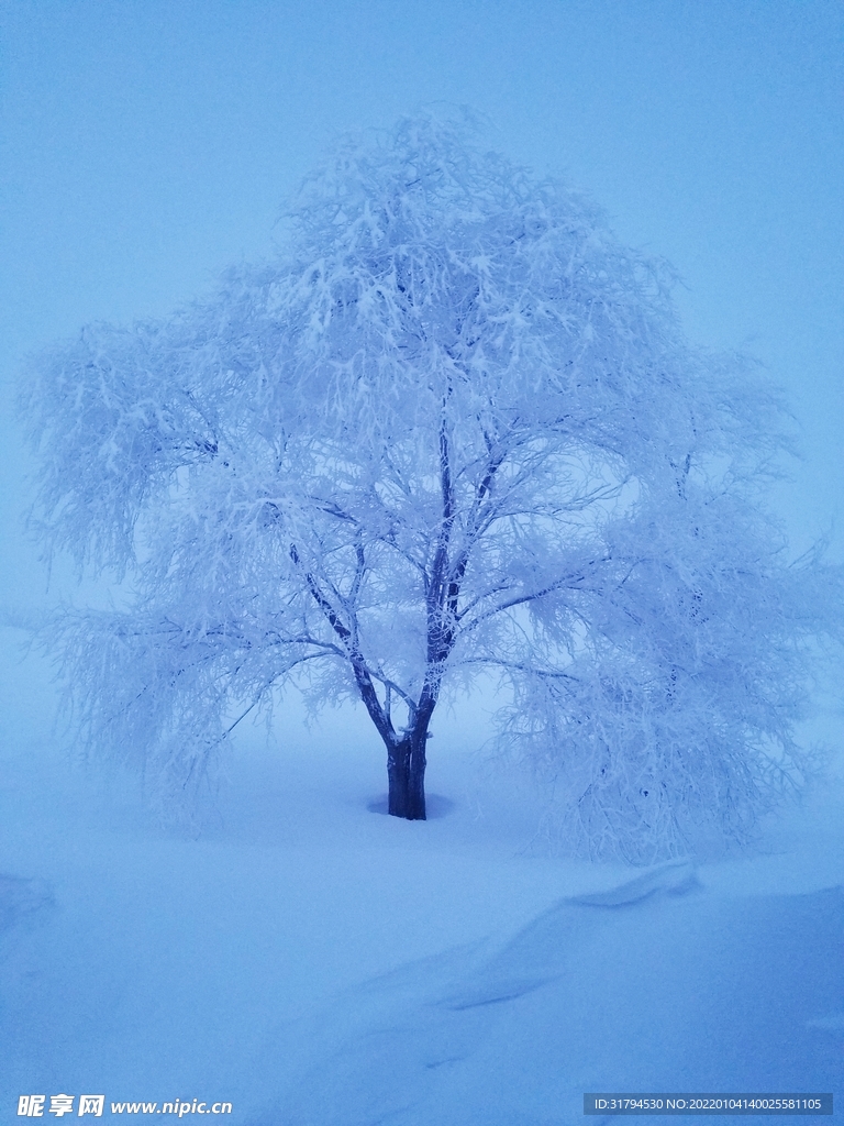 雪中树