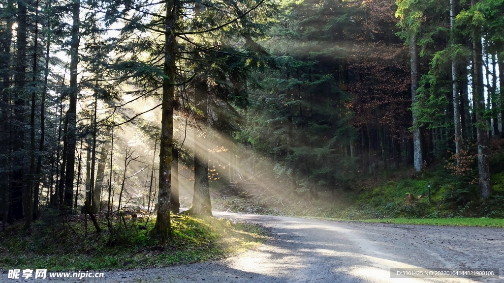 森林路径景观