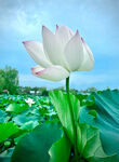 白莲花