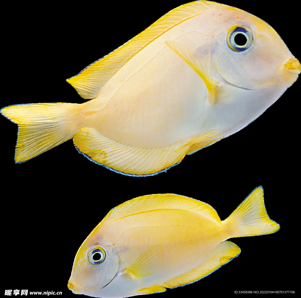 鱼 图片 海鲜 野生动物 卵生