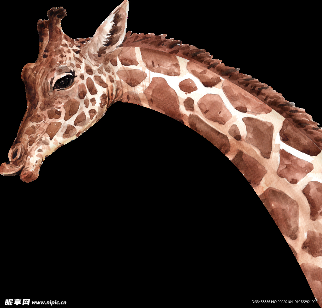 长颈鹿 野生动物 脖子 高贵 