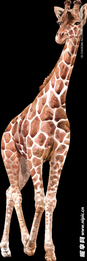长颈鹿 野生动物 脖子 高贵 
