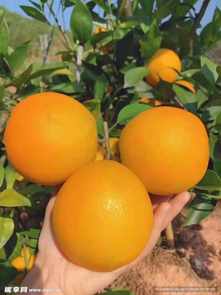 橙子