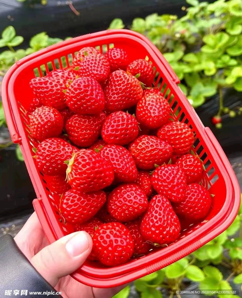 红颜草莓