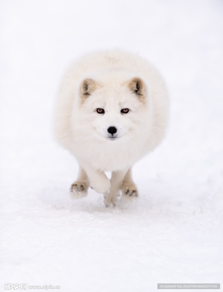 雪山里的雪狐