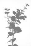 植物光影