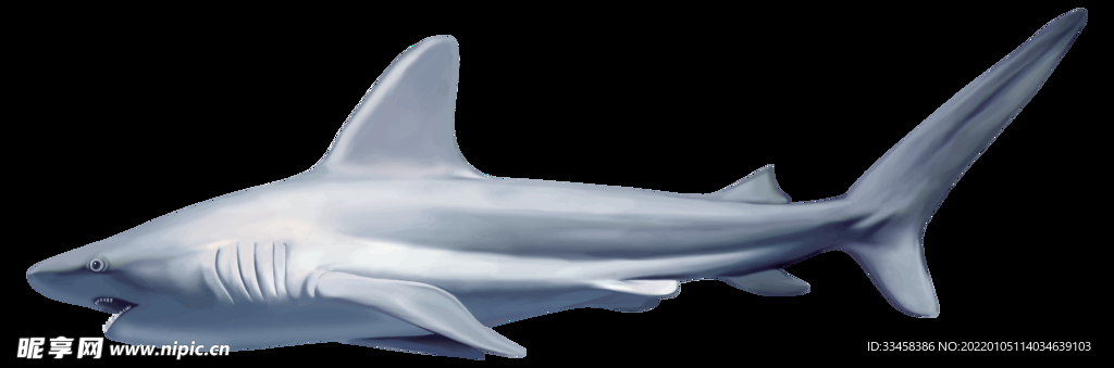 鲨鱼 png 摄影 生物世界 