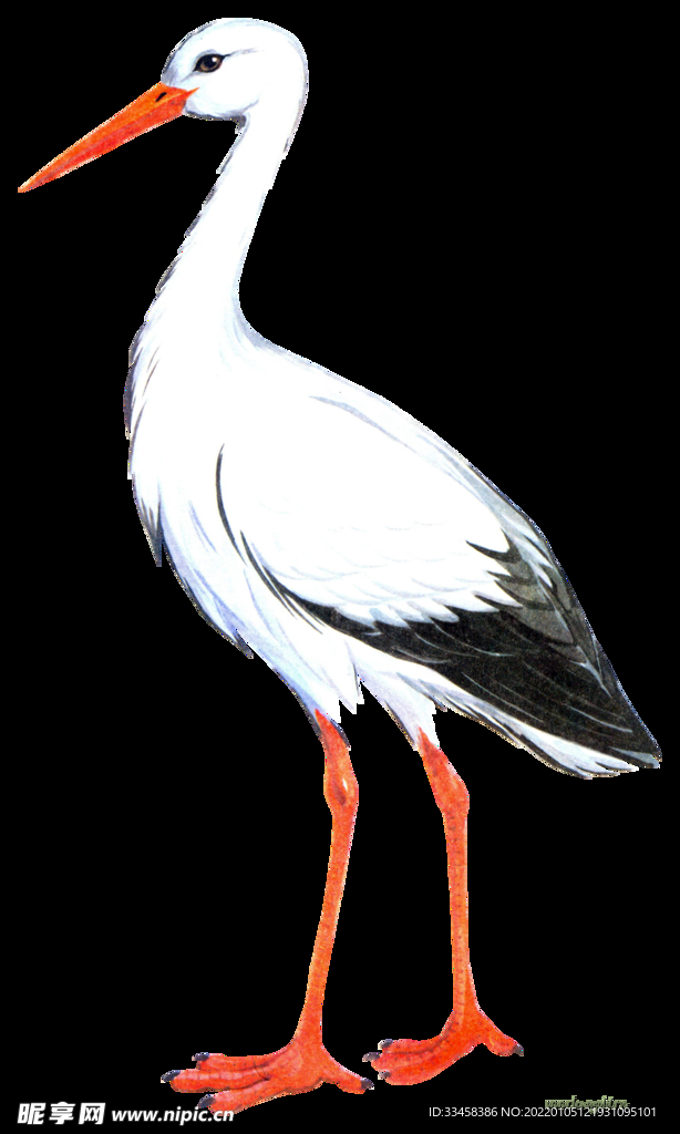 白鹳 鸟 png 透明底 免扣