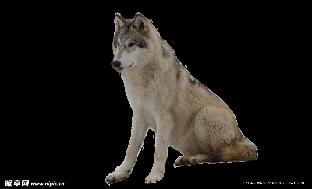 狼 生物 凶猛动物 非洲动物 