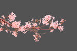 樱花扣图分层素材