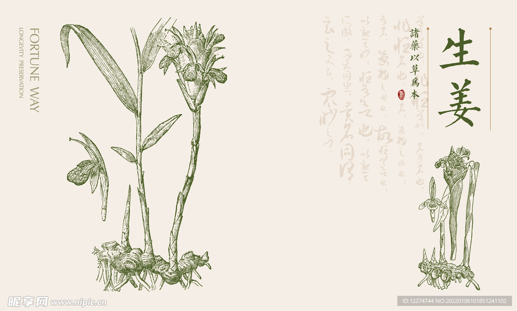 生姜插画