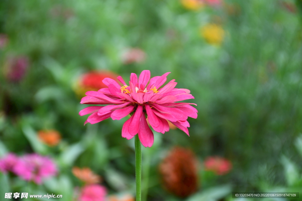 花草