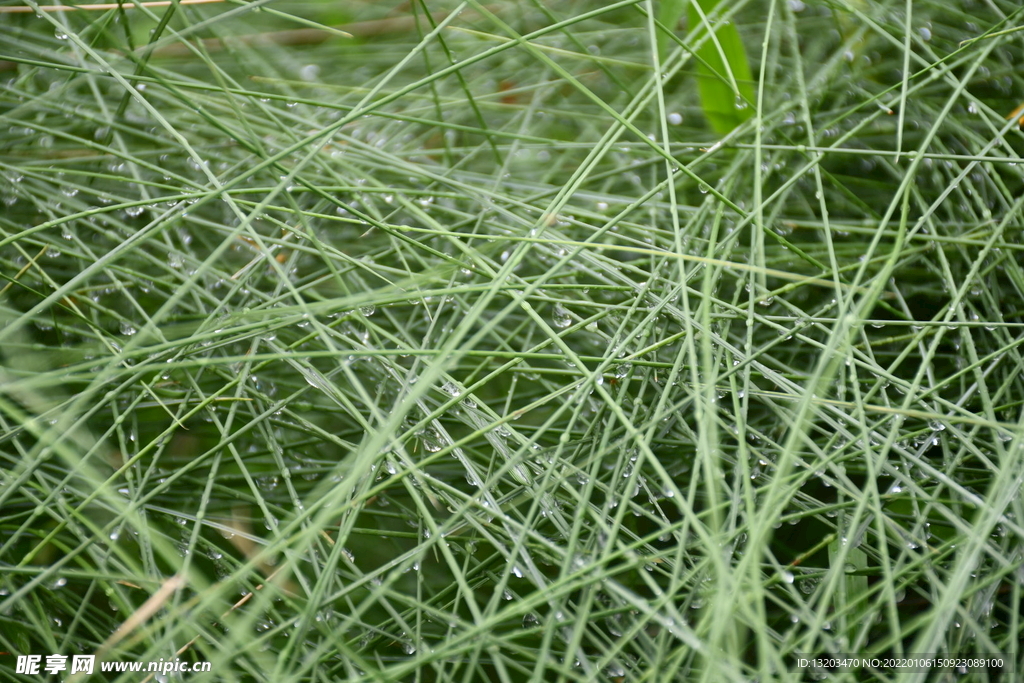 雨水