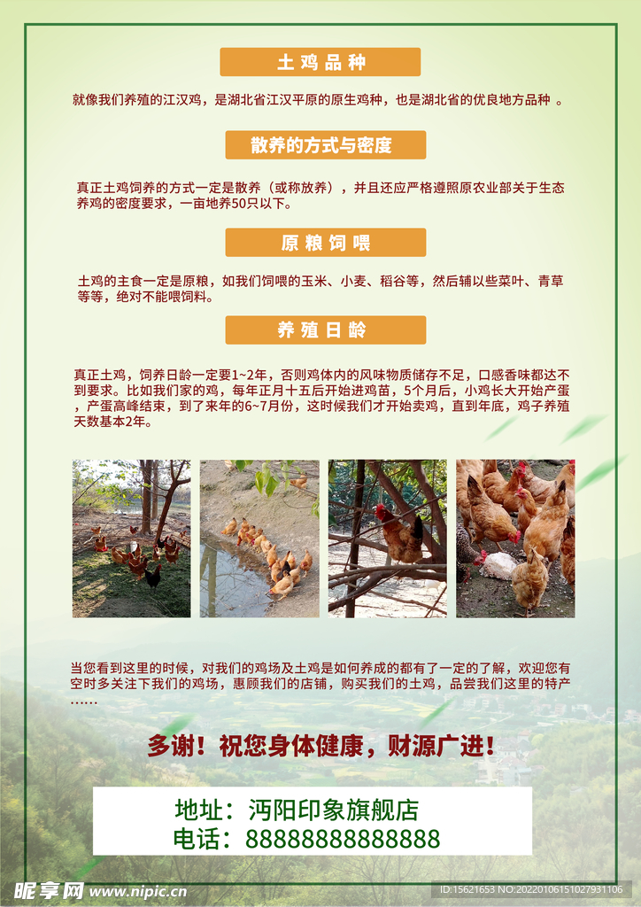 生态养鸡