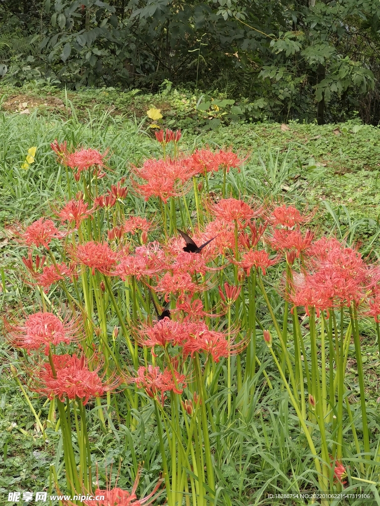 花