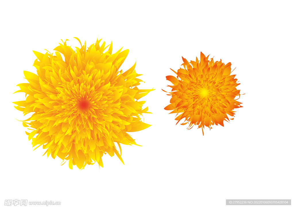 矢量菊花花卉