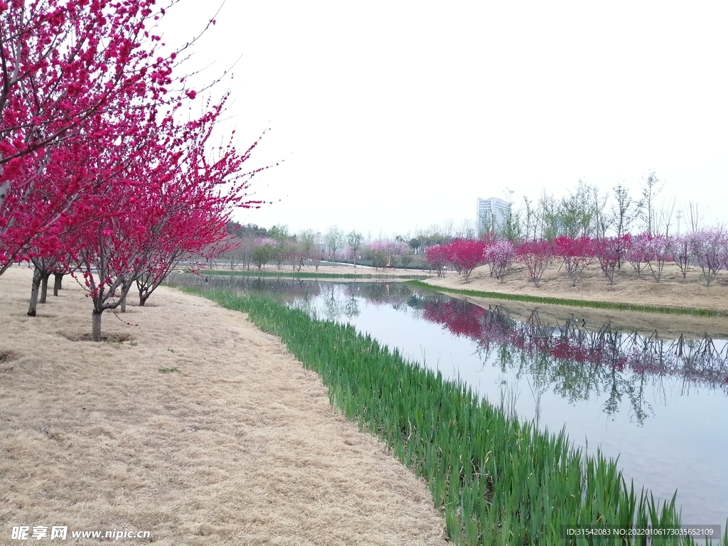 河边桃花