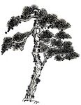 水墨松树