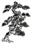 国画松树