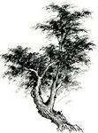 水墨画树木