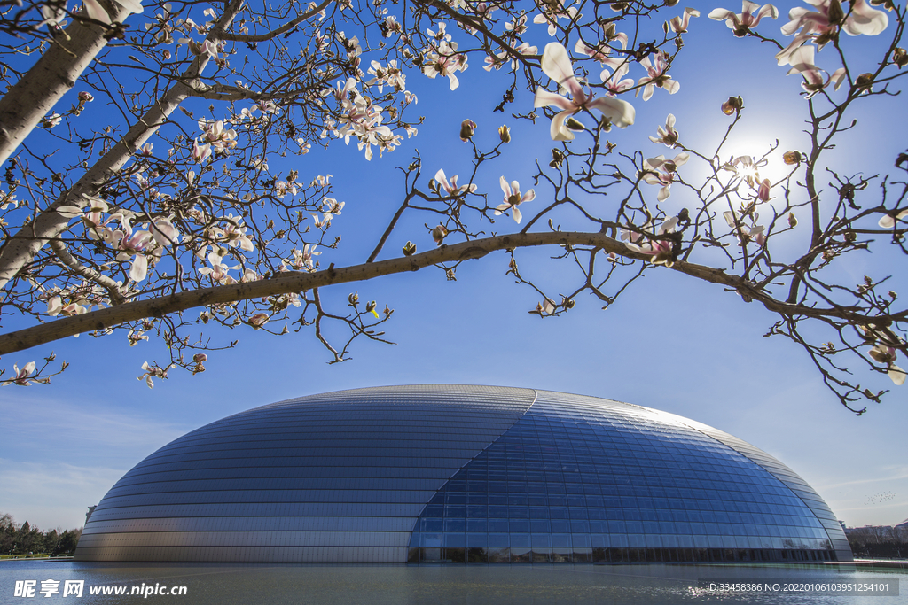 白兰花下国家大剧院4k风景图片