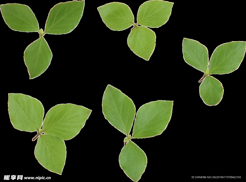 绿叶 png 植物 矢量图  