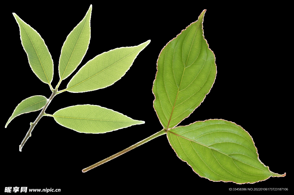 绿叶 png 植物 矢量图  